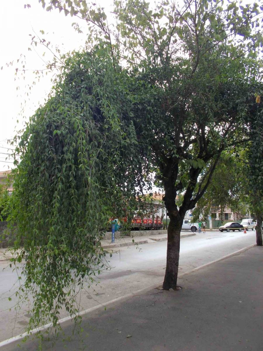 Poda fitossanitária